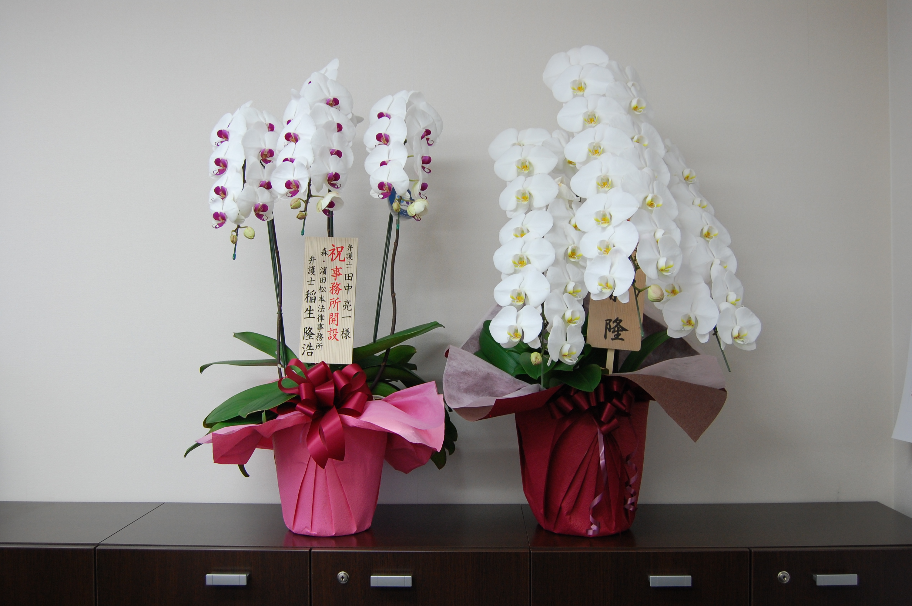 すべての美しい花の画像 ぜいたく事務 所 開設 祝い